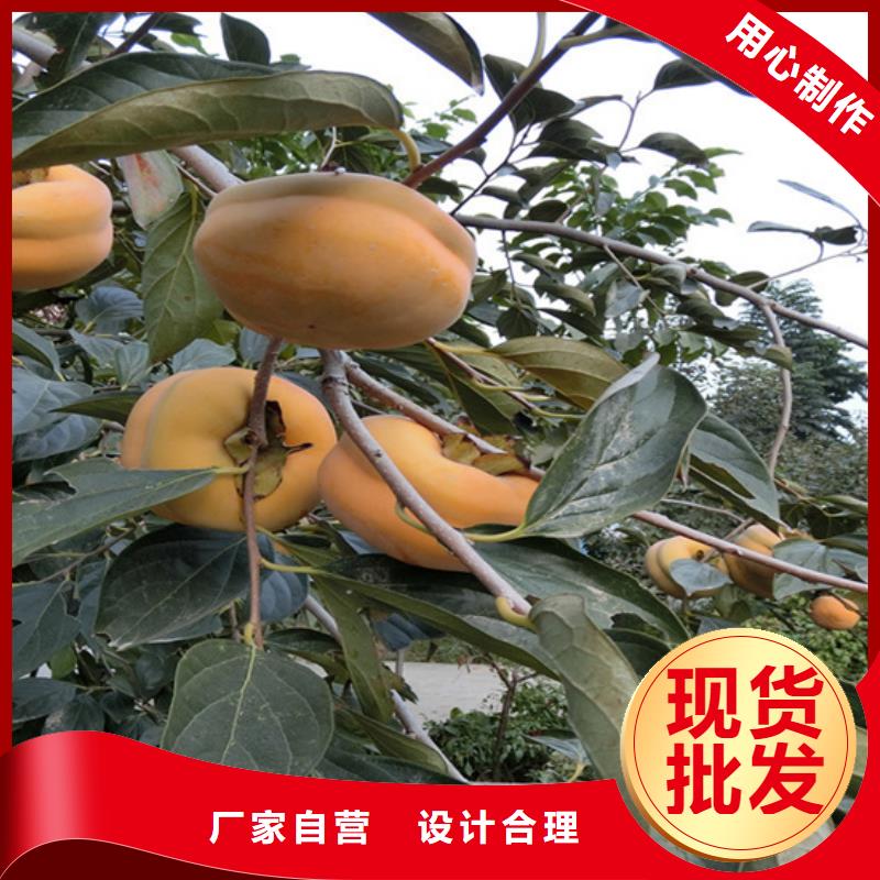 红颜草莓视频-民乐|甘州|平凉|定西|天水|金昌|白银|酒泉|嘉峪关红颜草莓厂家直销大量现货-轩园园艺场(张掖市分公司)