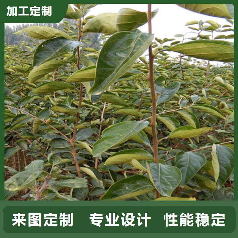 【柿子】_樱桃苗工厂直营