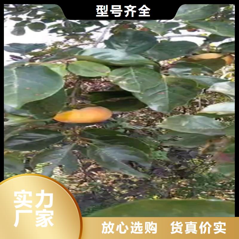红颜草莓视频-四川省内江市轩园红颜草莓可服务区域隆昌|资中|自贡|成都|乐山|德阳等