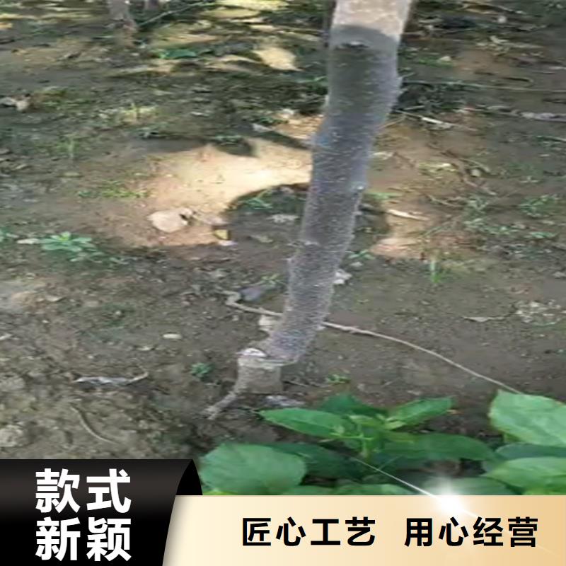 柿子3公分软籽石榴苗市场报价