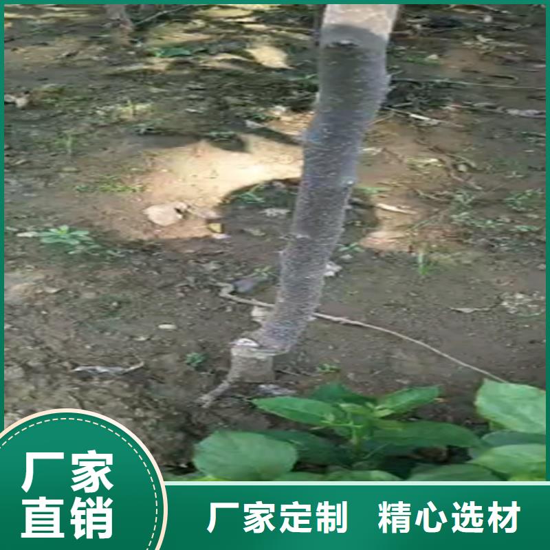 红颜草莓视频-四川省内江市轩园红颜草莓可服务区域隆昌|资中|自贡|成都|乐山|德阳等