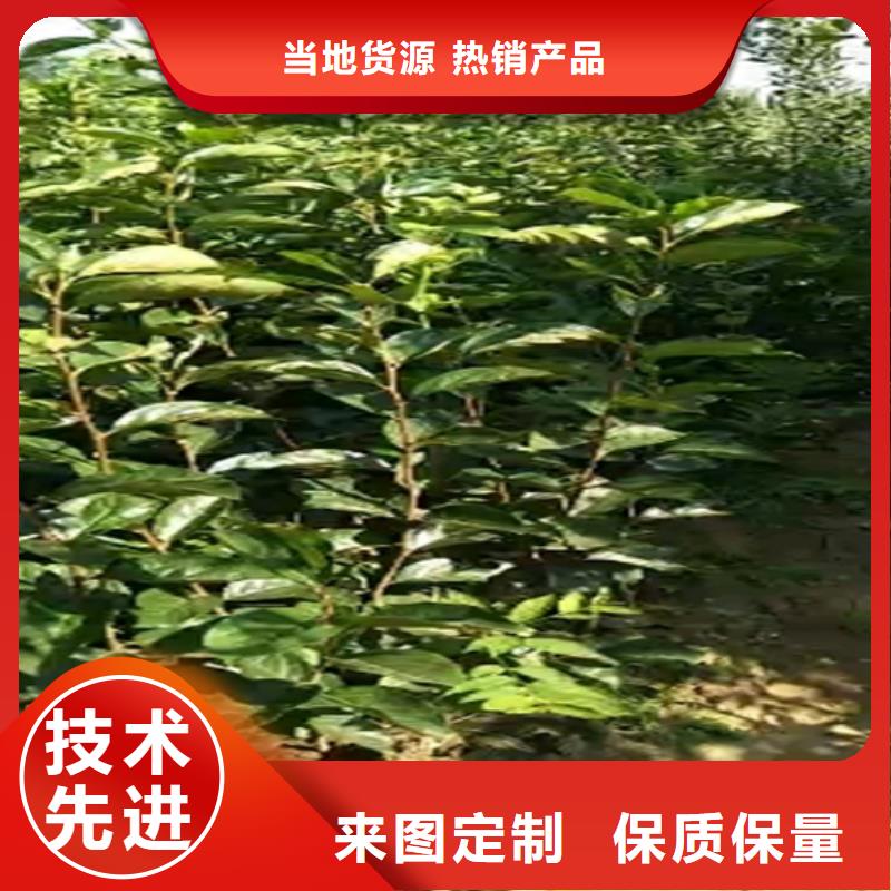 红颜草莓视频-民乐|甘州|平凉|定西|天水|金昌|白银|酒泉|嘉峪关红颜草莓厂家直销大量现货-轩园园艺场(张掖市分公司)