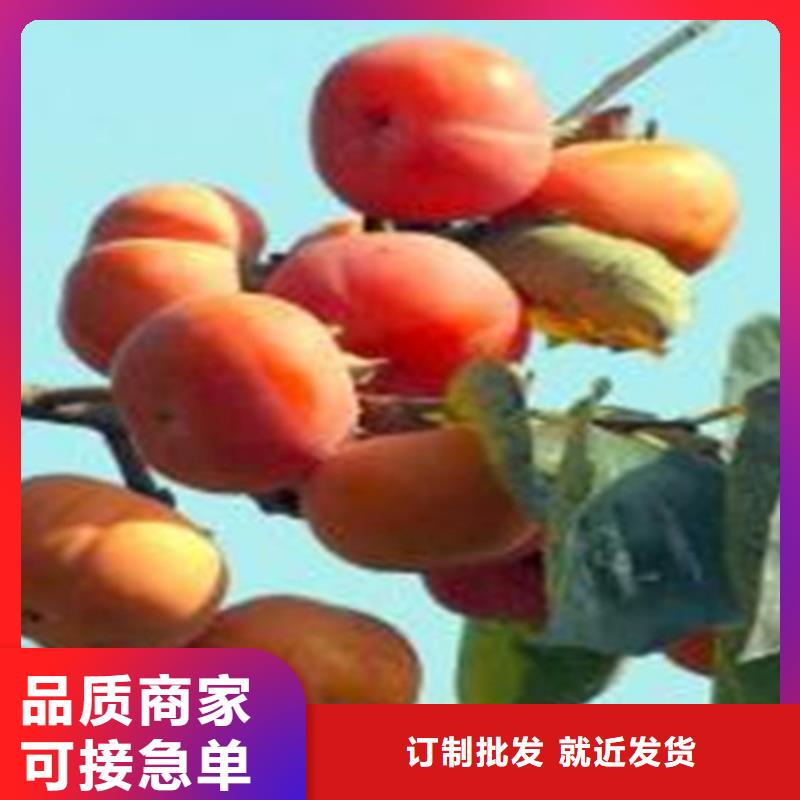 红颜草莓视频-民乐|甘州|平凉|定西|天水|金昌|白银|酒泉|嘉峪关红颜草莓厂家直销大量现货-轩园园艺场(张掖市分公司)