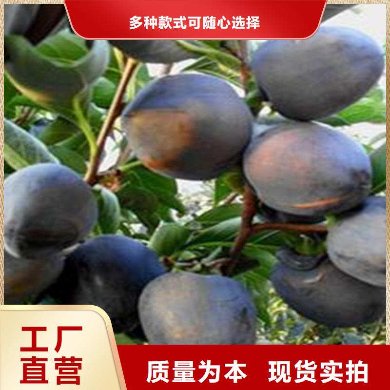 柿子【蓝莓苗】批发商