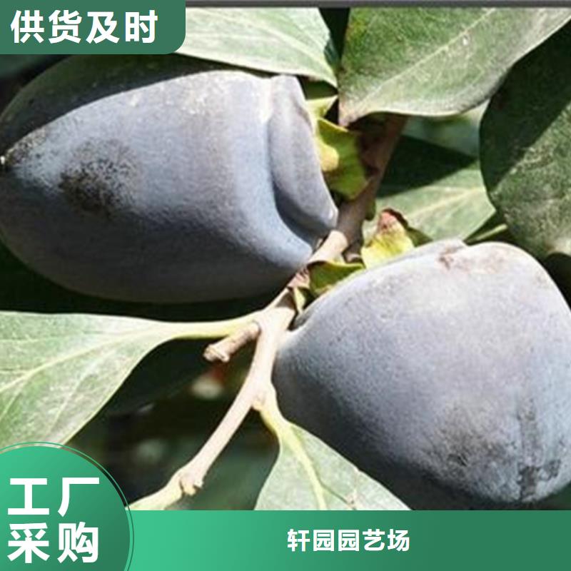 柿子3公分软籽石榴苗市场报价