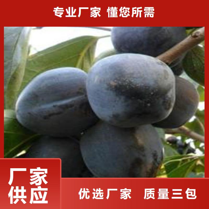 柿子【蓝莓苗】批发商
