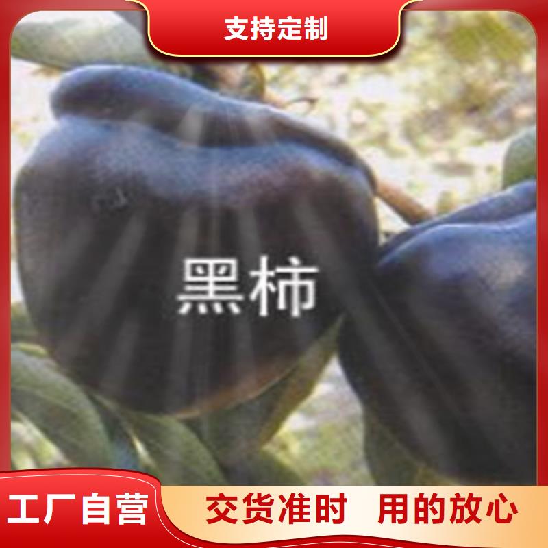 柿子【蓝莓苗】批发商