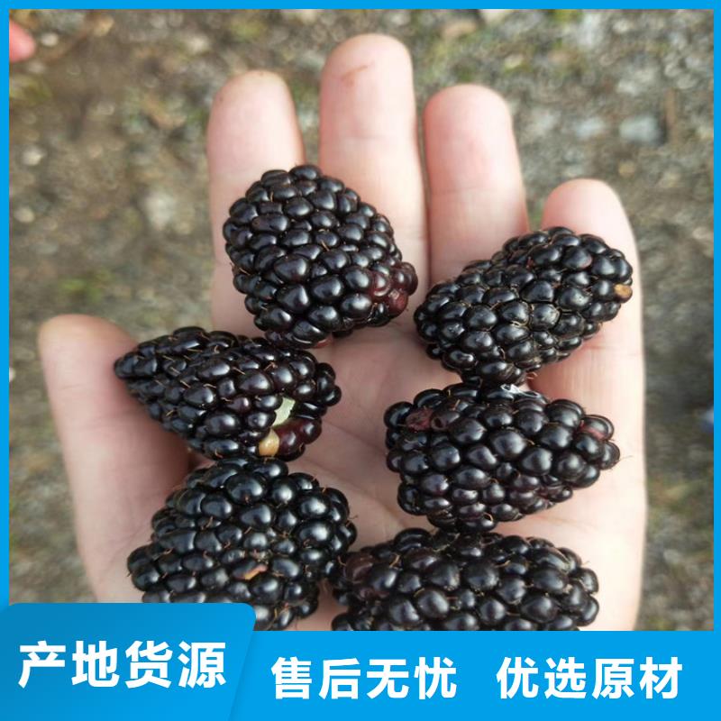 树莓,杏树苗实力派厂家