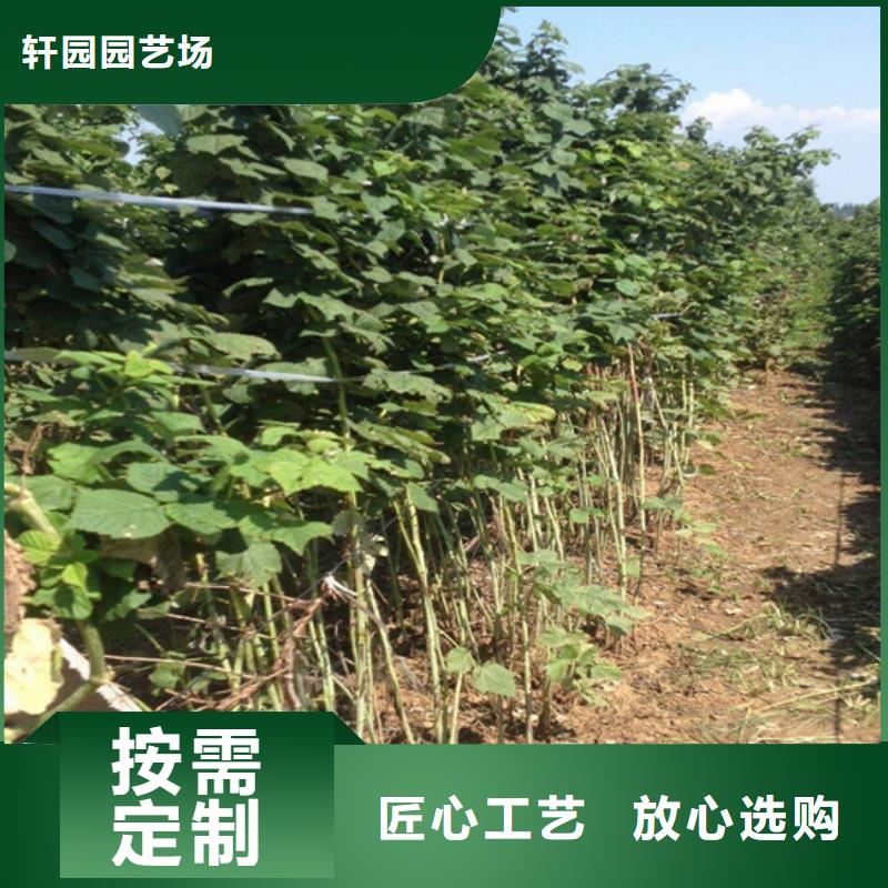 树莓,杏树苗实力派厂家