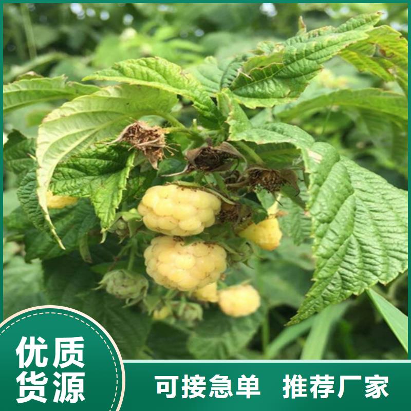 树莓,板栗苗规格齐全实力厂家