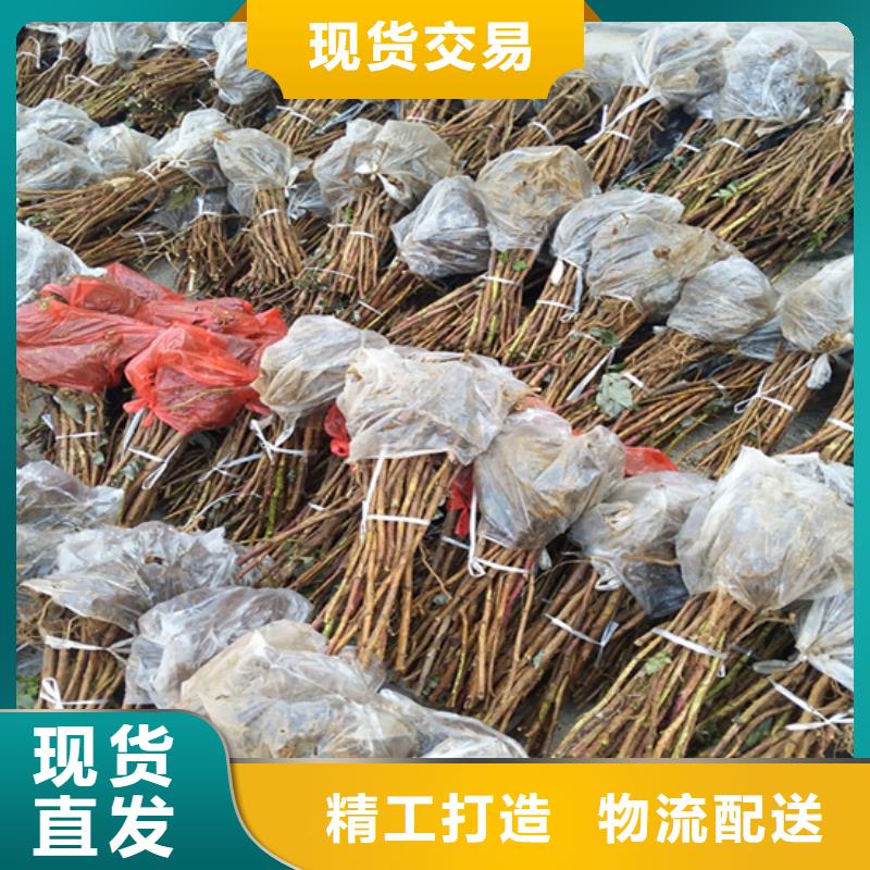 树莓石榴苗支持批发零售