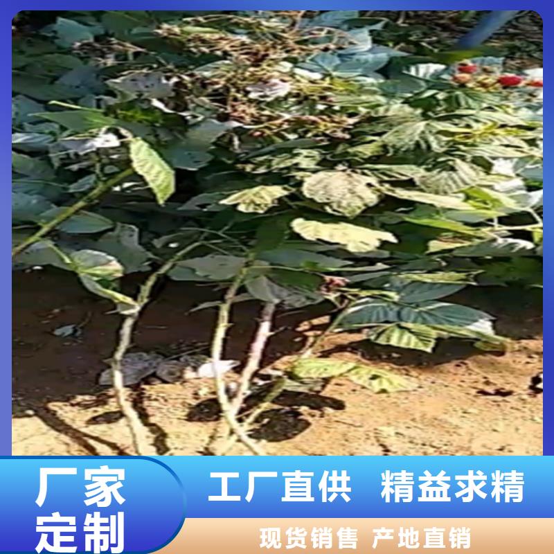 树莓石榴苗支持批发零售