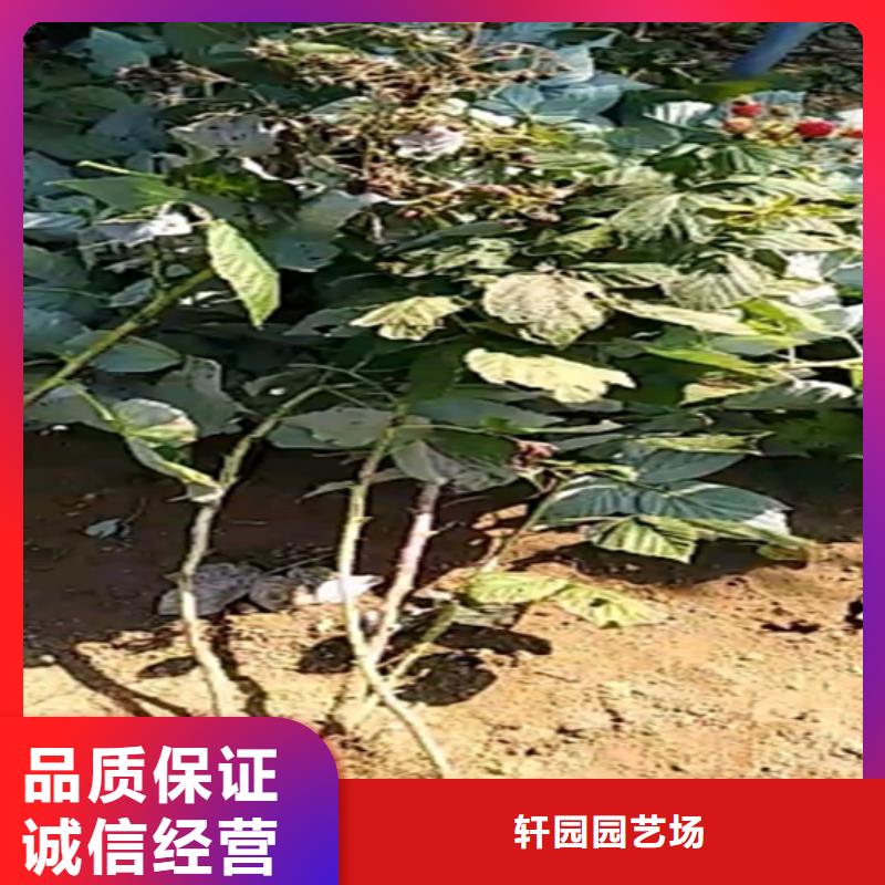 树莓,板栗苗规格齐全实力厂家