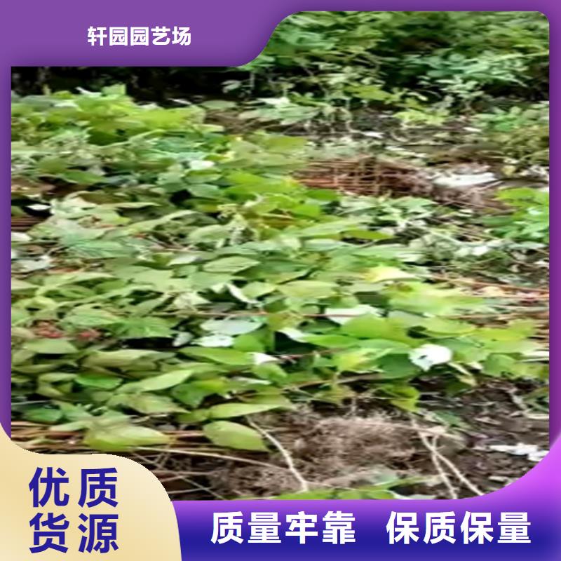 树莓石榴苗支持批发零售