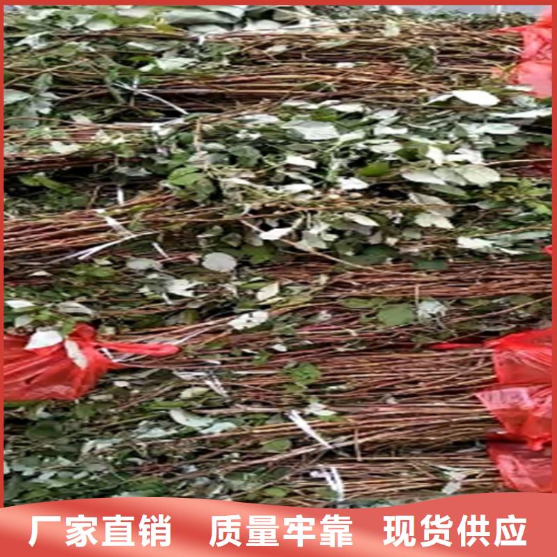 树莓石榴苗支持批发零售
