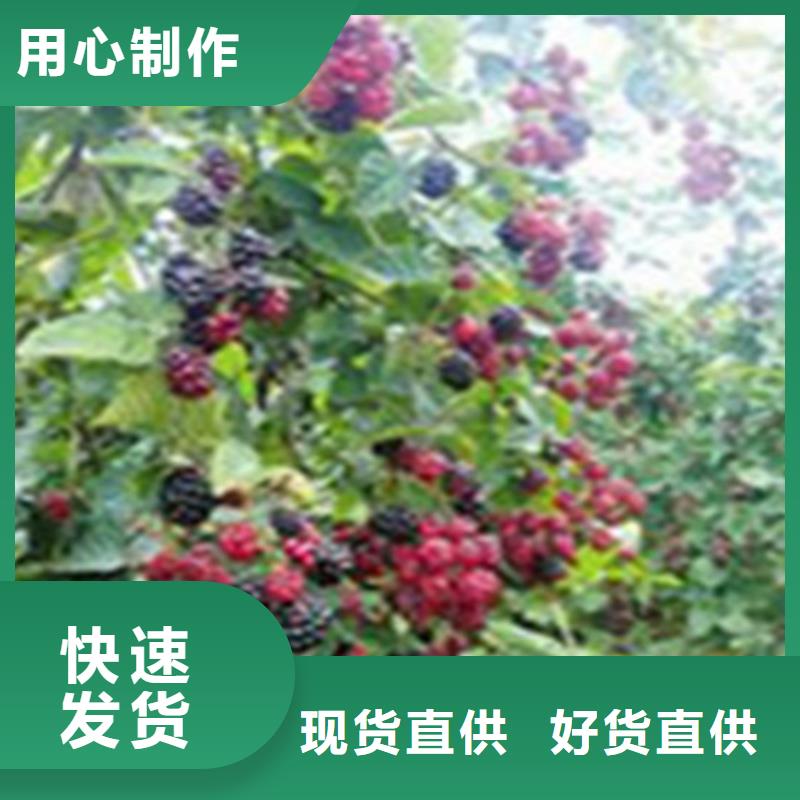 树莓石榴苗支持批发零售