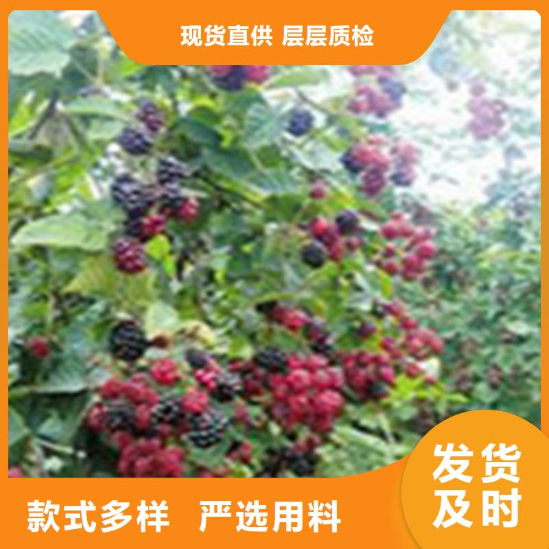 树莓,板栗苗规格齐全实力厂家