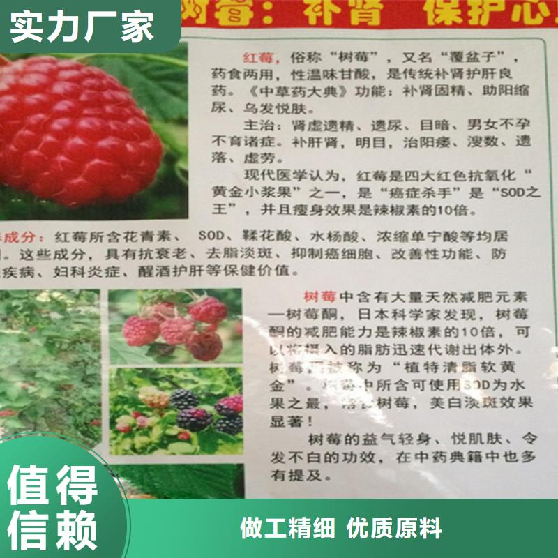 树莓石榴苗支持批发零售