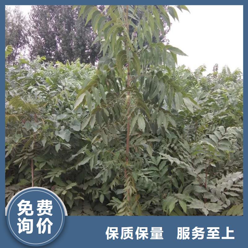 红颜草莓视频-红颜草莓-轩园园艺场(山西省分公司)服务区域吕梁|朔州|晋中|大同