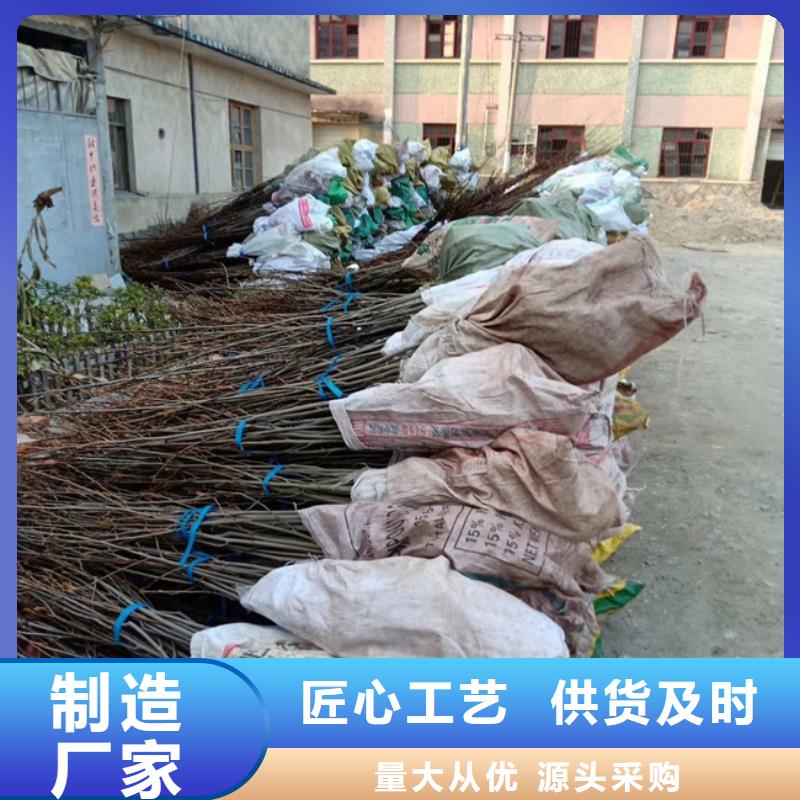 红颜草莓视频-红颜草莓-轩园园艺场(山西省分公司)服务区域吕梁|朔州|晋中|大同