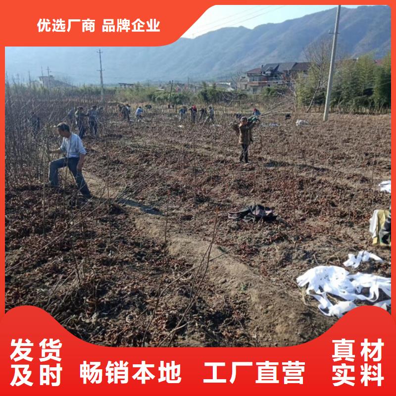 红颜草莓视频-红颜草莓-轩园园艺场(山西省分公司)服务区域吕梁|朔州|晋中|大同