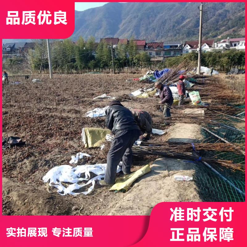 碧根果_桃树苗实时报价