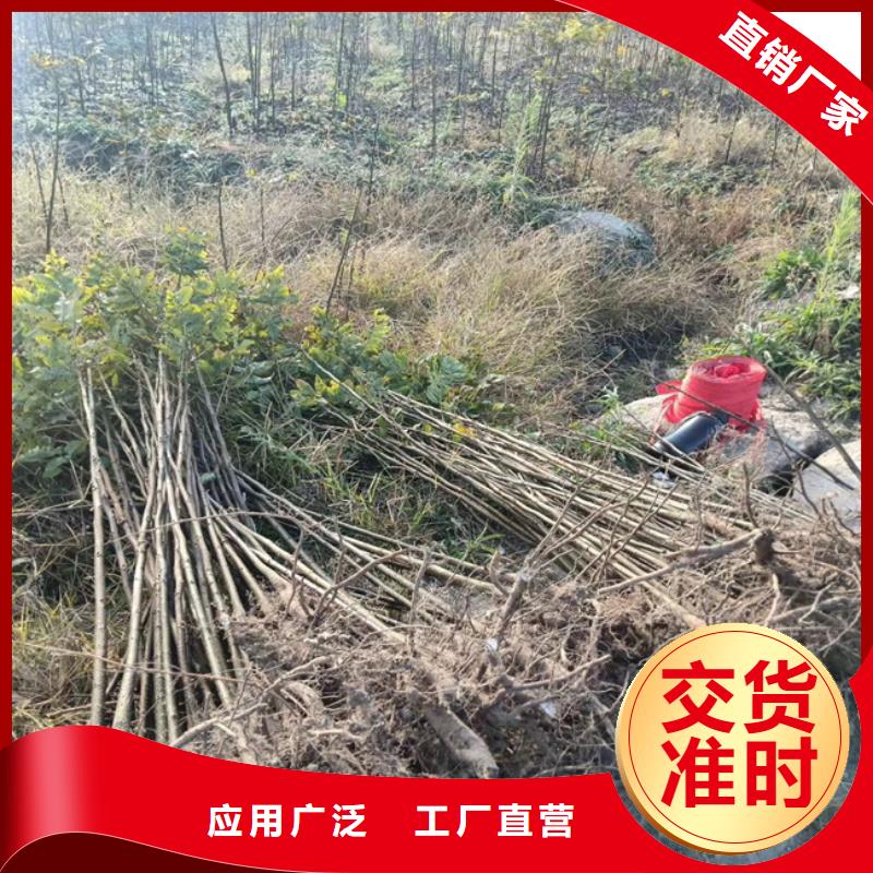 碧根果-葡萄苗不断创新