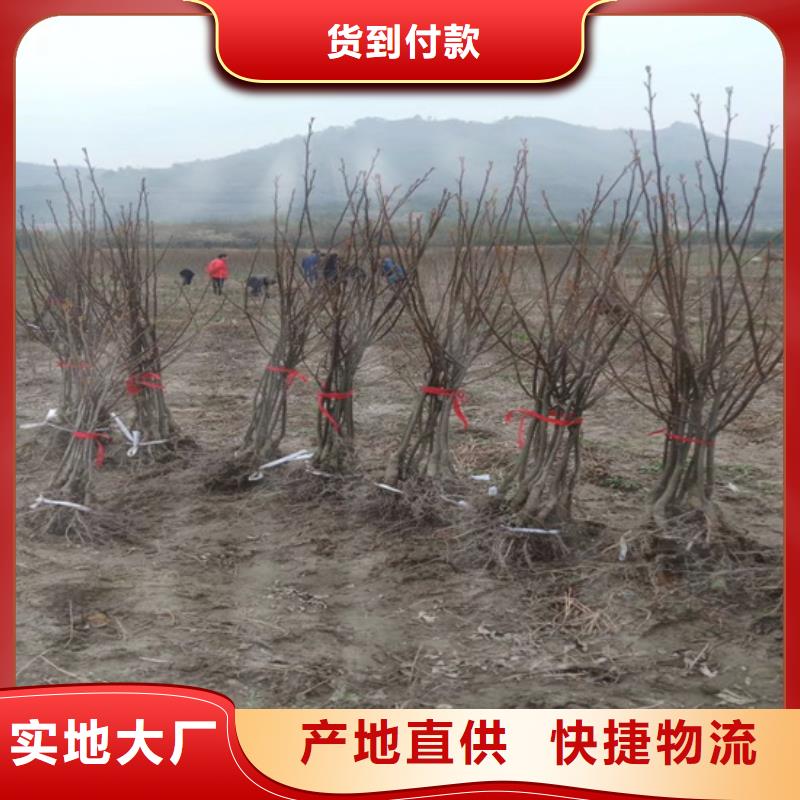 红颜草莓视频-红颜草莓-轩园园艺场(山西省分公司)服务区域吕梁|朔州|晋中|大同