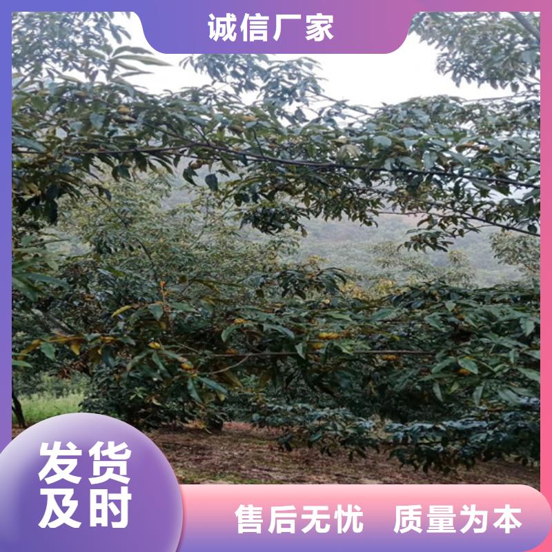 碧根果_桃树苗实时报价