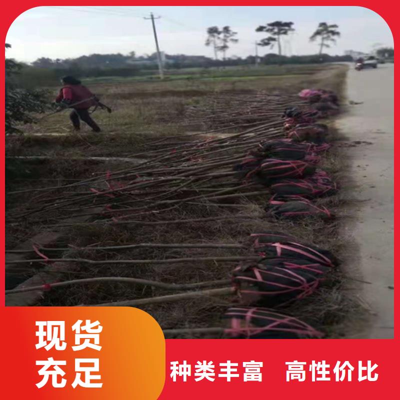 红颜草莓视频-红颜草莓-轩园园艺场(山西省分公司)服务区域吕梁|朔州|晋中|大同