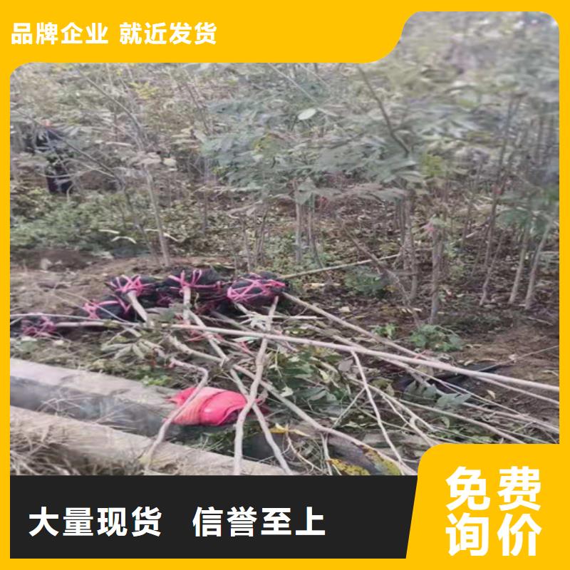 碧根果-葡萄苗不断创新