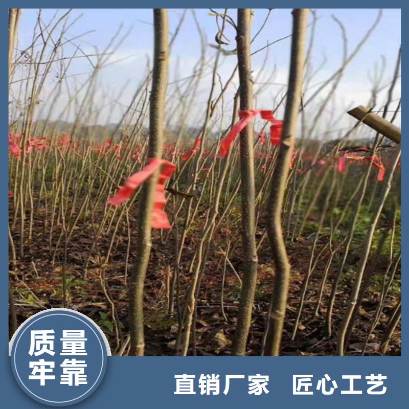 碧根果-葡萄苗不断创新