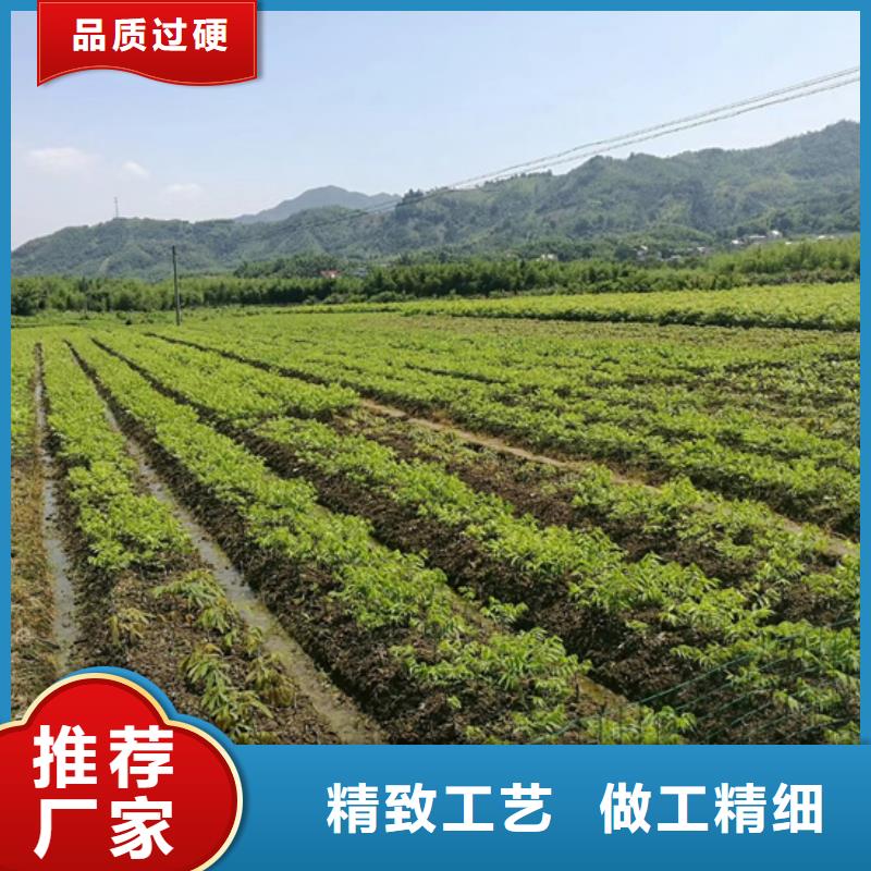 碧根果_桃树苗实时报价