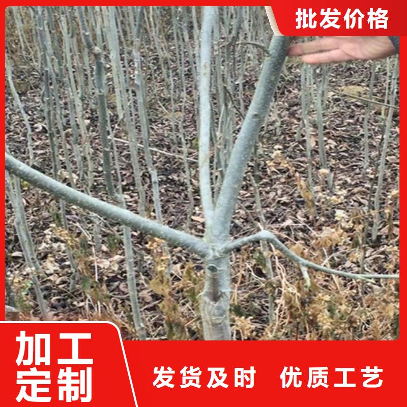 红颜草莓视频-红颜草莓-轩园园艺场(山西省分公司)服务区域吕梁|朔州|晋中|大同