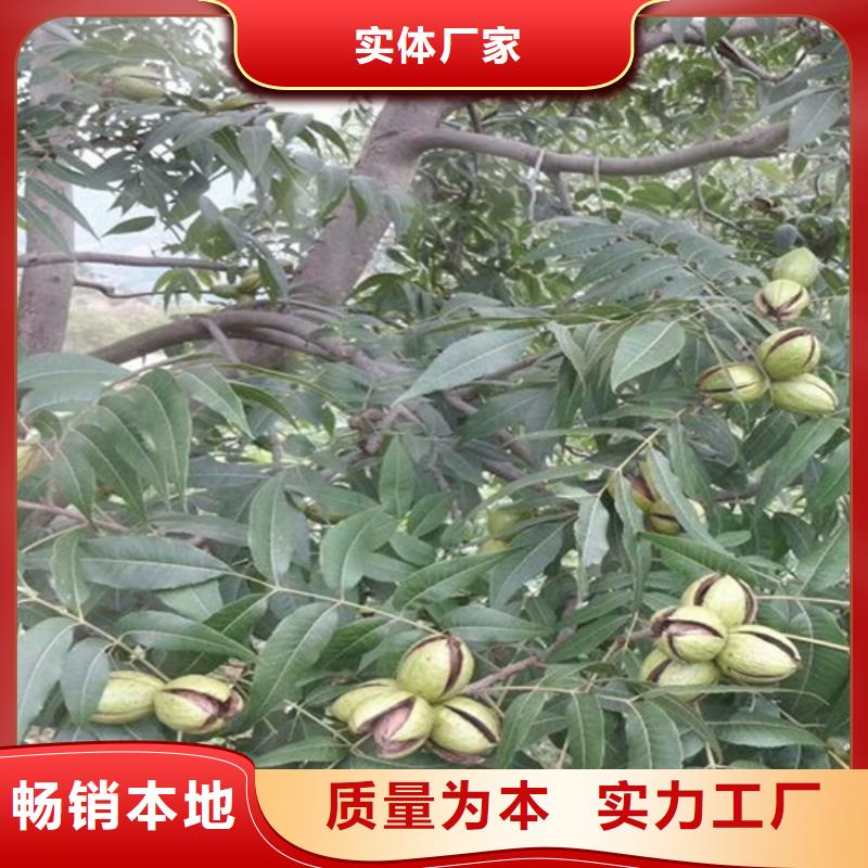 红颜草莓视频-红颜草莓-轩园园艺场(山西省分公司)服务区域吕梁|朔州|晋中|大同