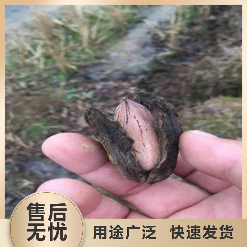 红颜草莓视频-红颜草莓-轩园园艺场(山西省分公司)服务区域吕梁|朔州|晋中|大同