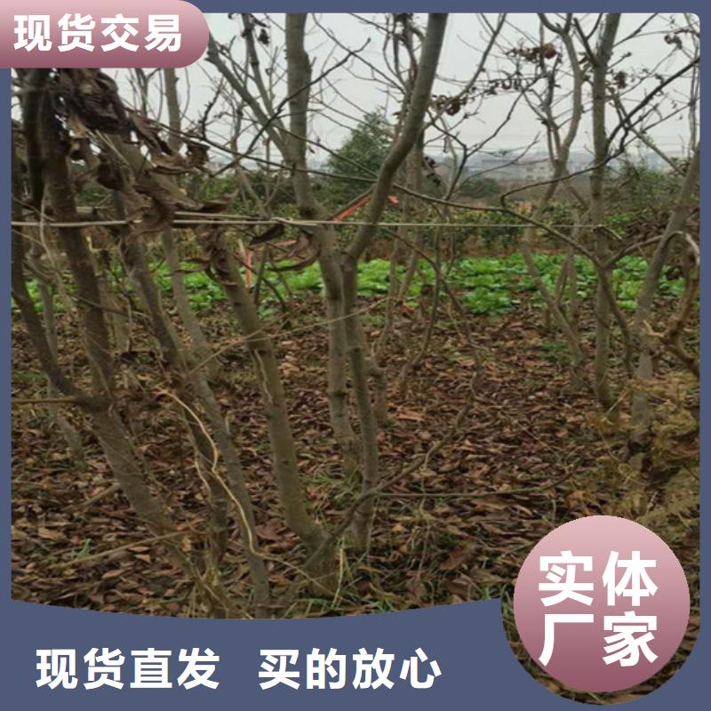 红颜草莓视频-红颜草莓-轩园园艺场(山西省分公司)服务区域吕梁|朔州|晋中|大同