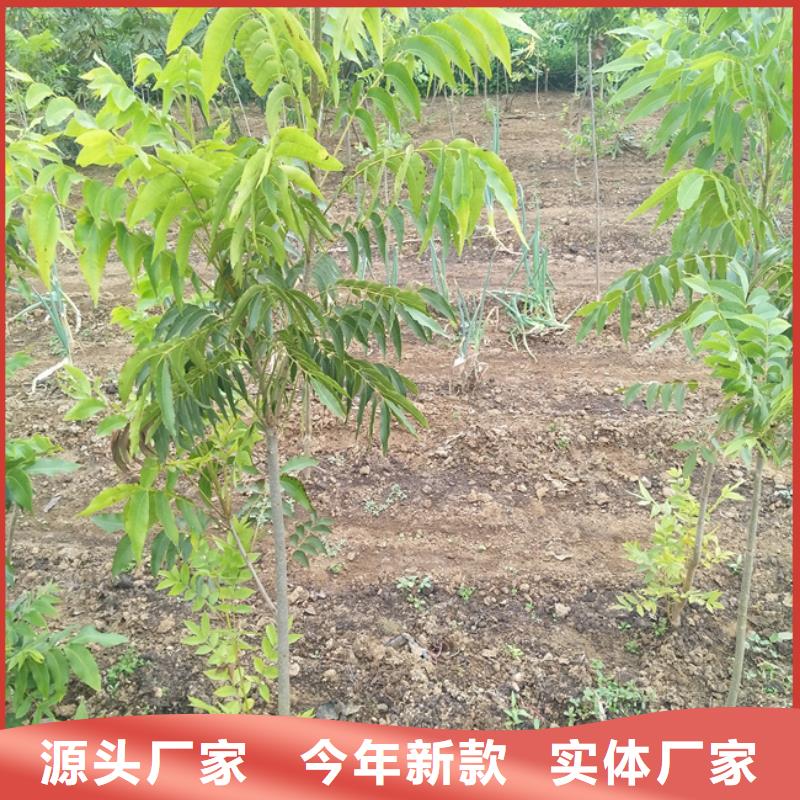 【碧根果_樱桃苗通过检测】