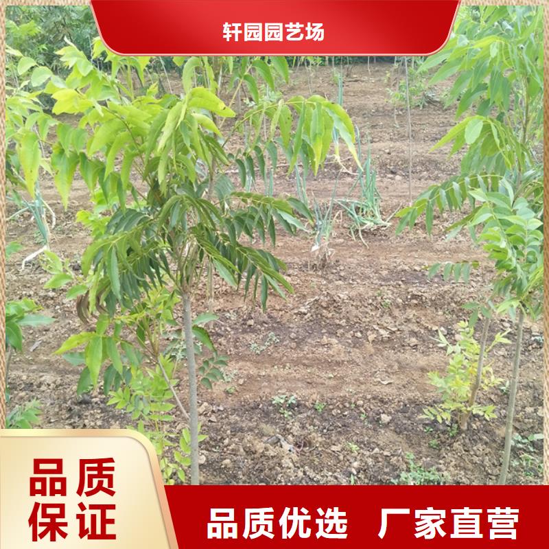 红颜草莓视频-红颜草莓-轩园园艺场(山西省分公司)服务区域吕梁|朔州|晋中|大同