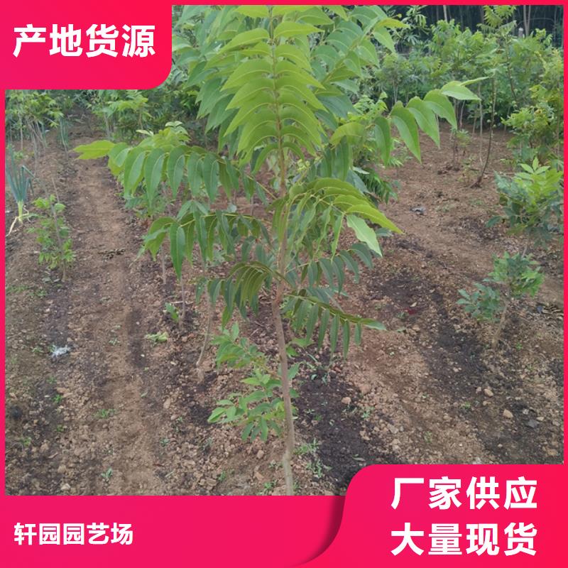 【碧根果_樱桃苗通过检测】