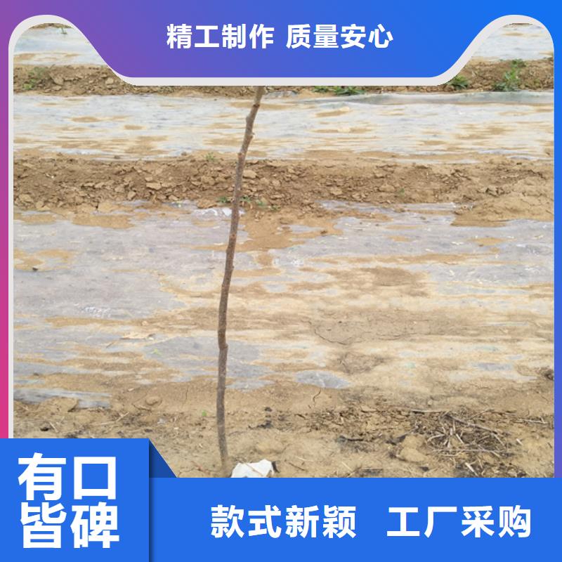 碧根果-葡萄苗不断创新