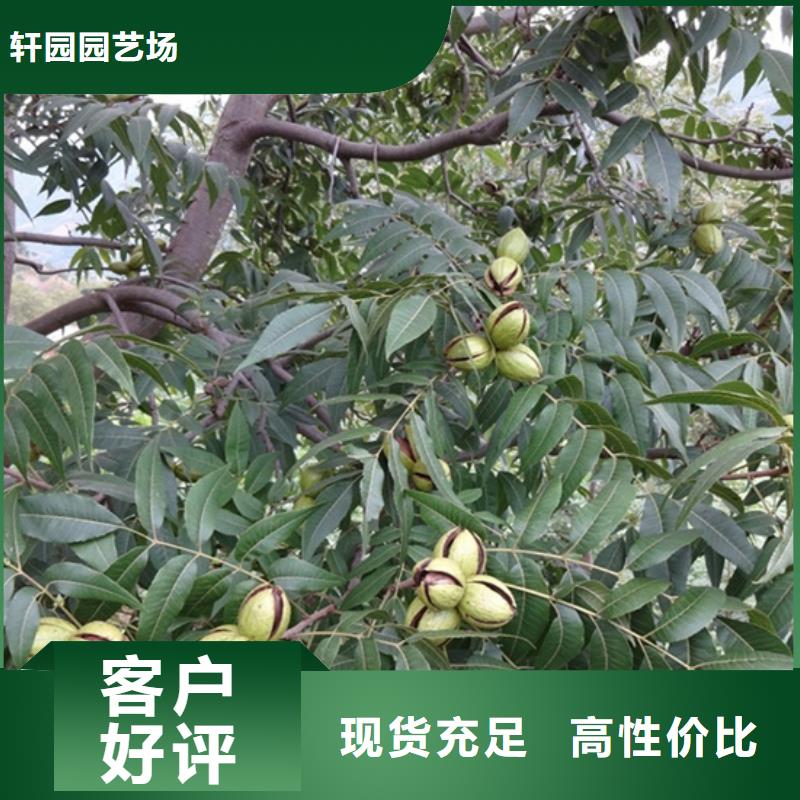【碧根果_樱桃苗通过检测】
