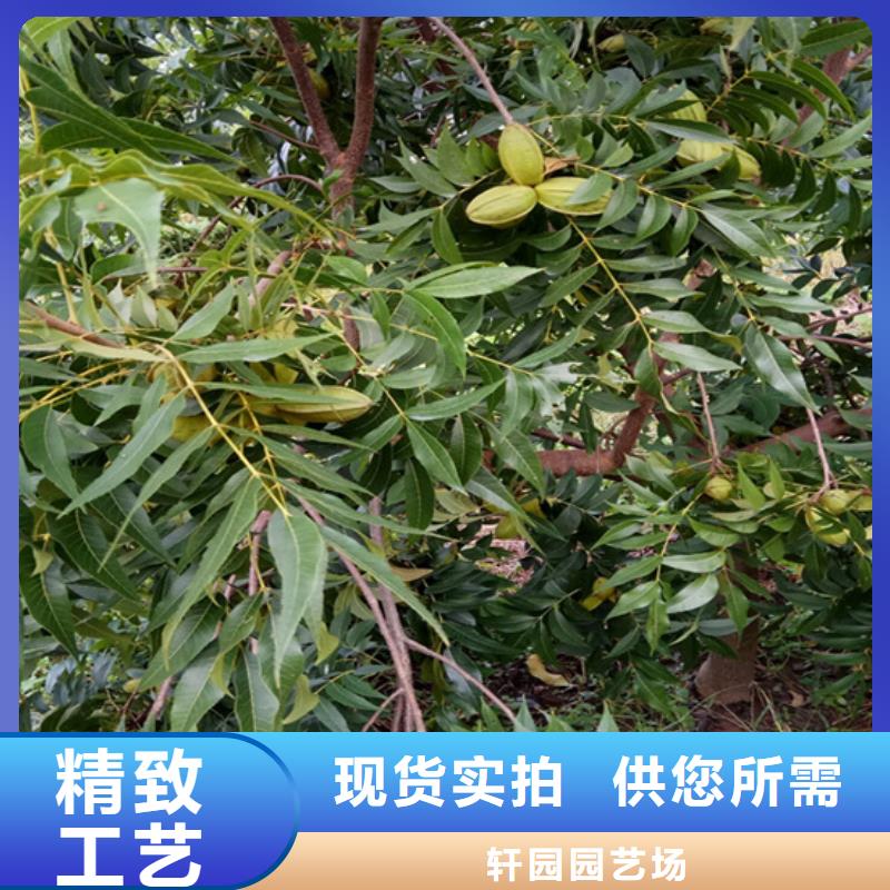 碧根果_桃树苗实时报价