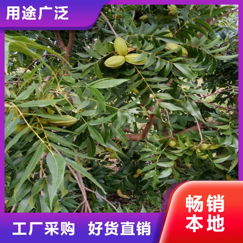 碧根果_桃树苗实时报价