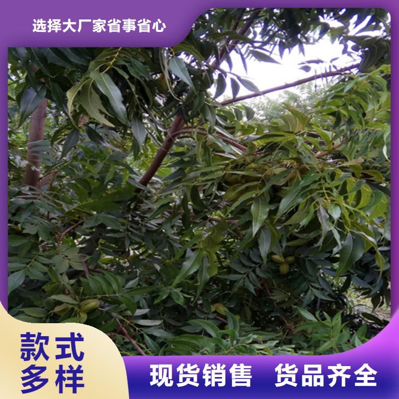 碧根果_桃树苗实时报价