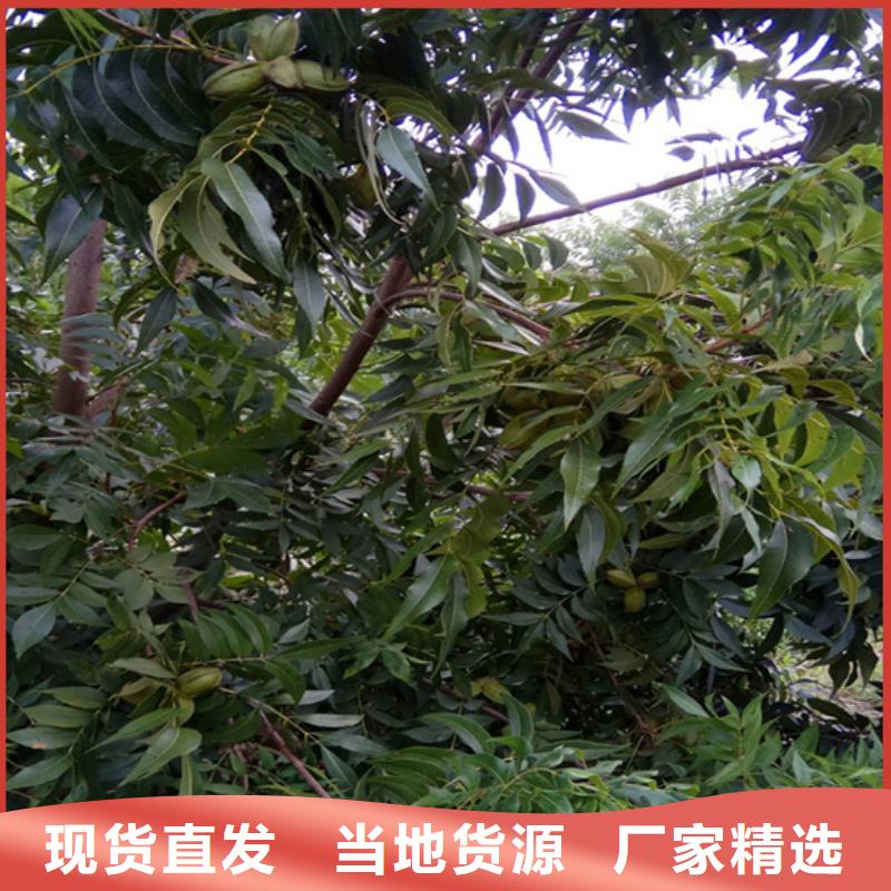 碧根果_桃树苗实时报价