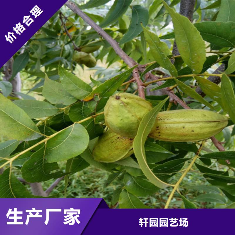 【碧根果】苹果苗厂家货源稳定