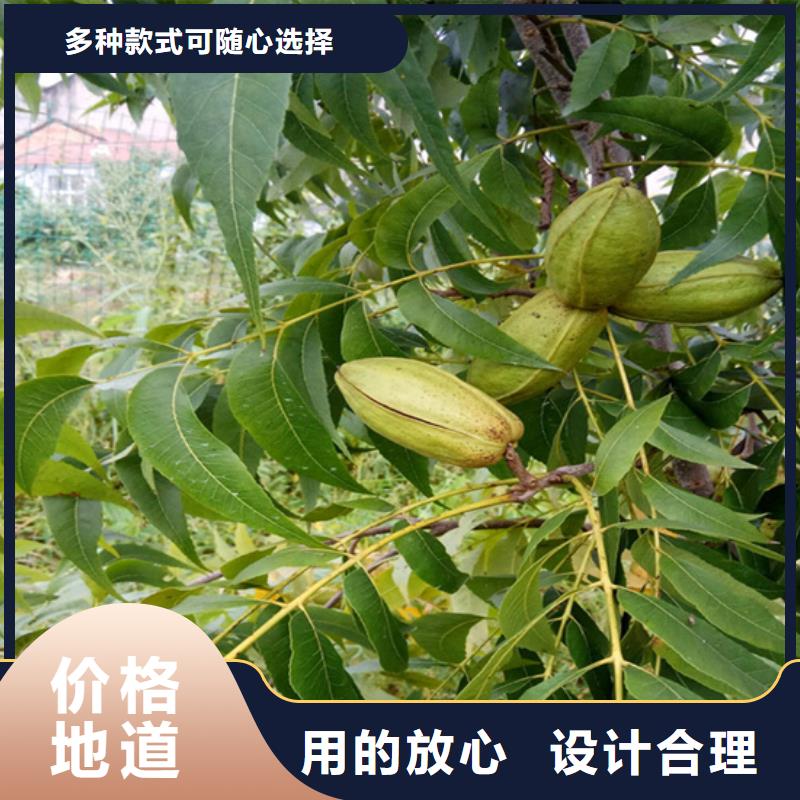 碧根果_桃树苗实时报价