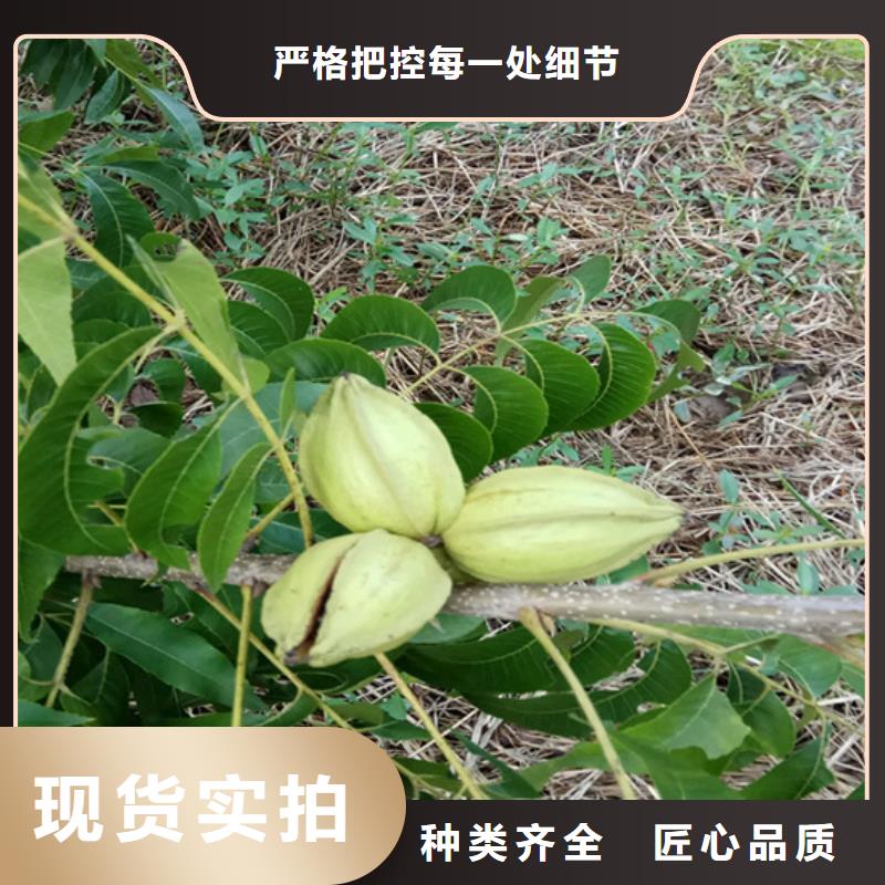 碧根果_桃树苗实时报价