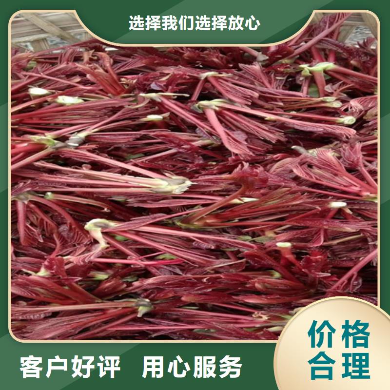 香椿樱桃苗严选材质